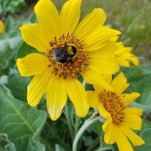 Meet your Posher, Morgan